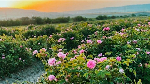 ecf00e1d74cde103d4cd97c86fdffb59